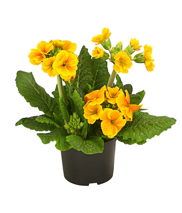  Stängelprimel, Verschiedene Farben