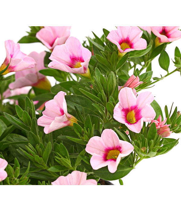  Minihängepetunie 'Rosenauge'