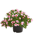  Minihängepetunie 'Rosenauge'
