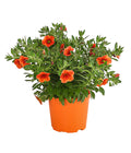  Minihängepetunie, Orange