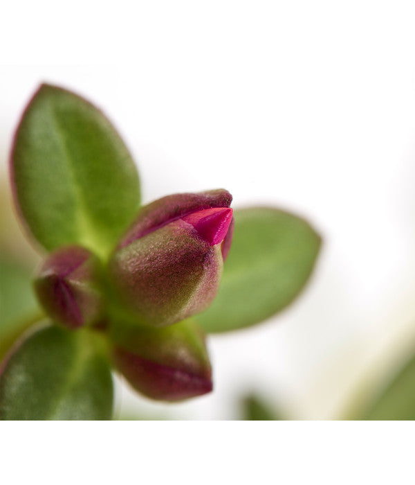  Portulakröschen