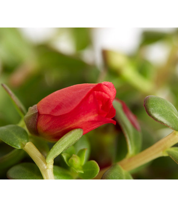  Portulakröschen