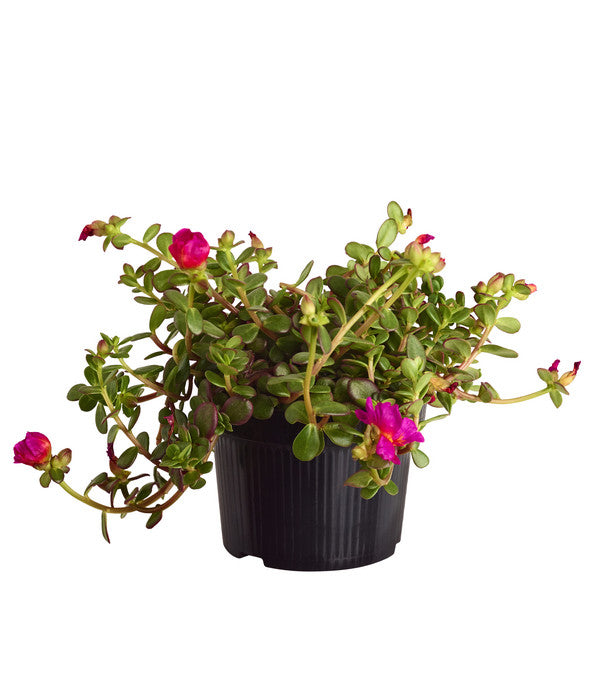  Portulakröschen