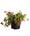  Portulakröschen