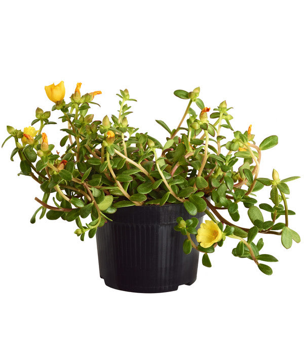  Portulakröschen