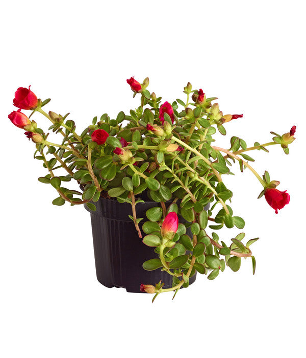  Portulakröschen