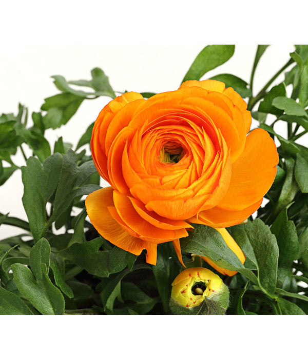  Ranunkel, Verschiedene Farben