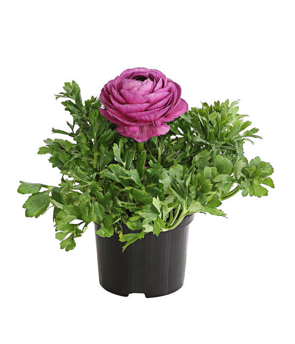  Ranunkel, Verschiedene Farben