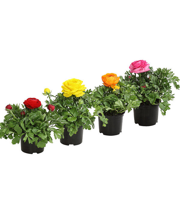  Ranunkel, Verschiedene Farben
