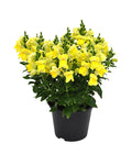  Garten-Löwenmäulchen, Verschiedene Farben