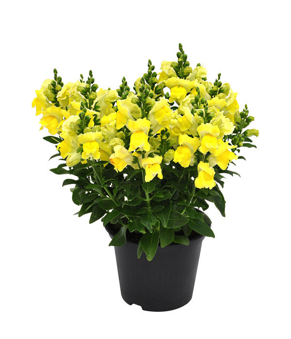  Garten-Löwenmäulchen, Verschiedene Farben