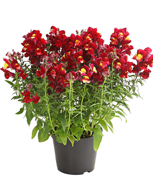  Garten-Löwenmäulchen, Verschiedene Farben