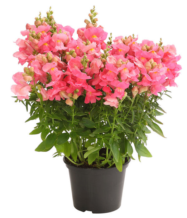  Garten-Löwenmäulchen, Verschiedene Farben