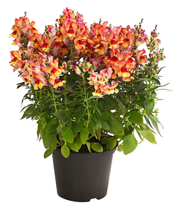  Garten-Löwenmäulchen, Verschiedene Farben