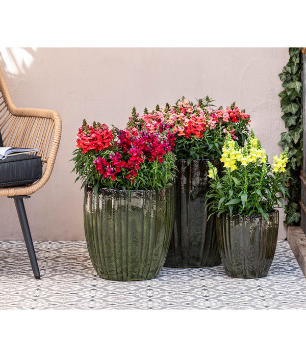  Garten-Löwenmäulchen, Verschiedene Farben