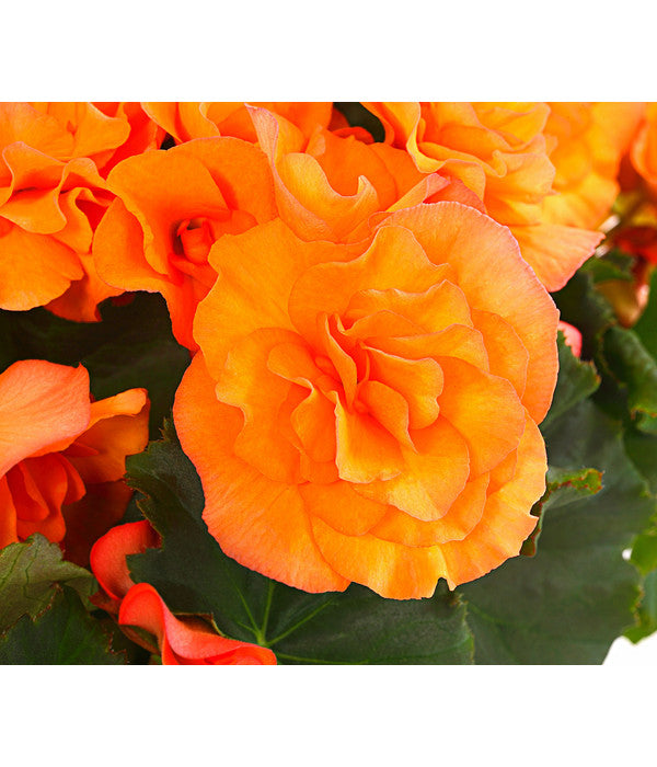  Begonie 'Solenia', Verschiedene Sorten