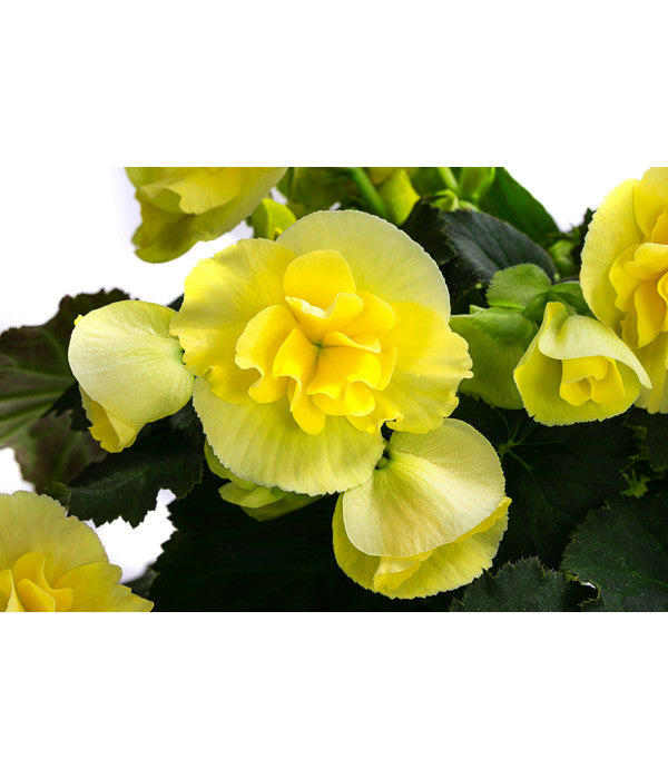  Begonie 'Solenia', Verschiedene Sorten