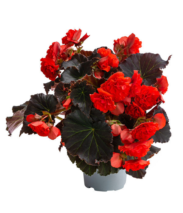 Begonie 'Solenia', Verschiedene Sorten