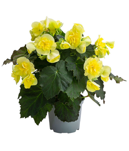  Begonie 'Solenia', Verschiedene Sorten