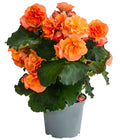  Begonie 'Solenia', Verschiedene Sorten