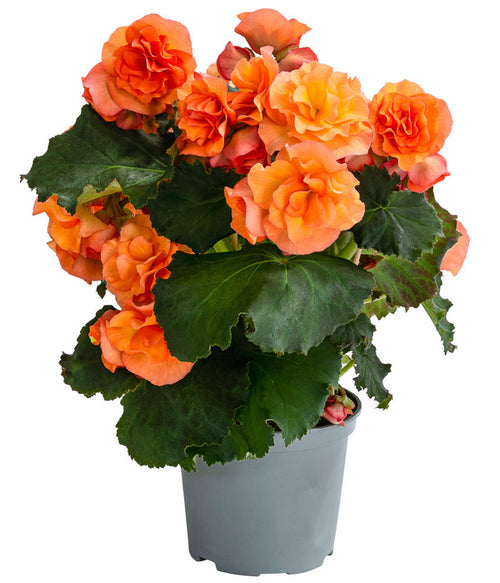  Begonie 'Solenia', Verschiedene Sorten