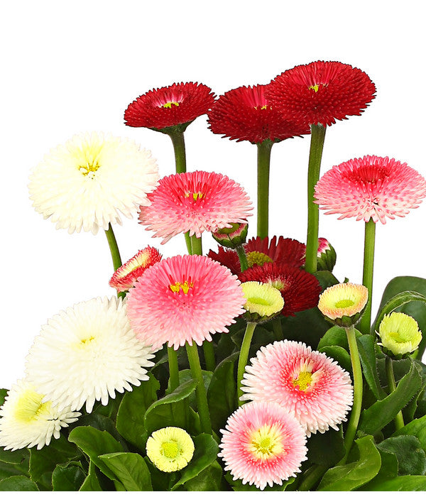  Gänseblümchen-Trio