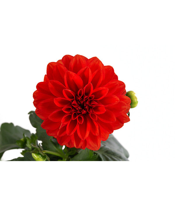  Zwergdahlie, Verschiedene Farben