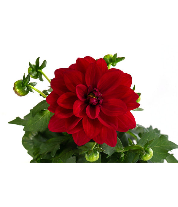  Zwergdahlie, Verschiedene Farben