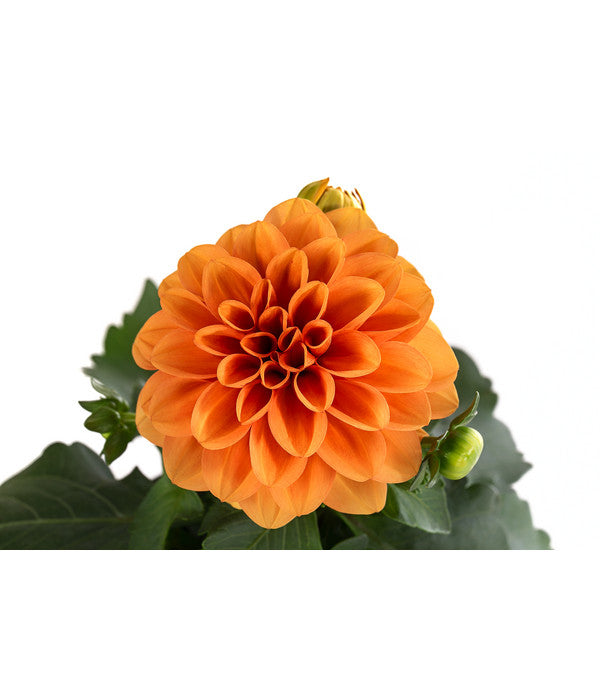  Zwergdahlie, Verschiedene Farben