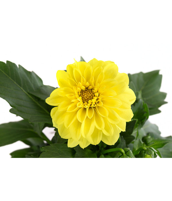  Zwergdahlie, Verschiedene Farben