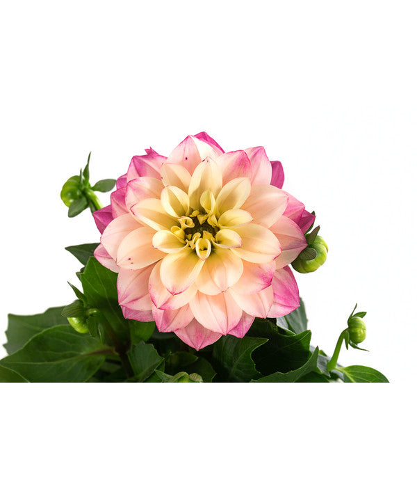  Zwergdahlie, Verschiedene Farben