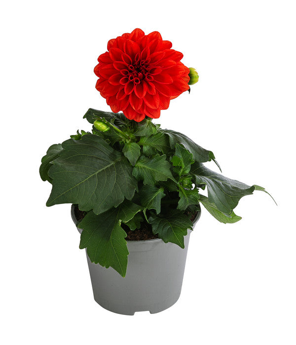  Zwergdahlie, Verschiedene Farben