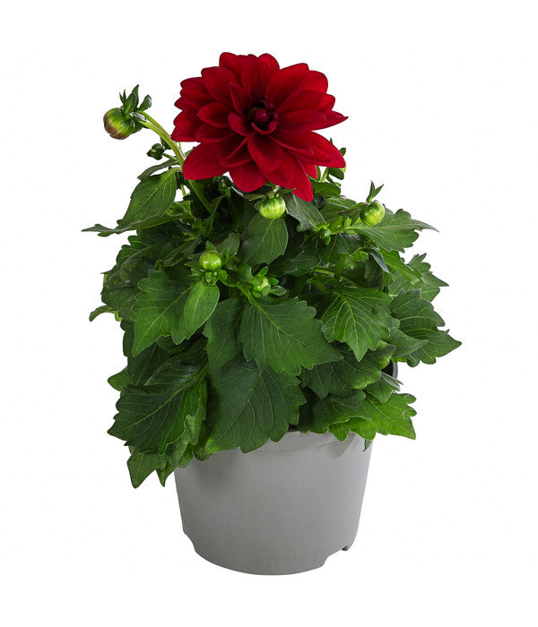  Zwergdahlie, Verschiedene Farben