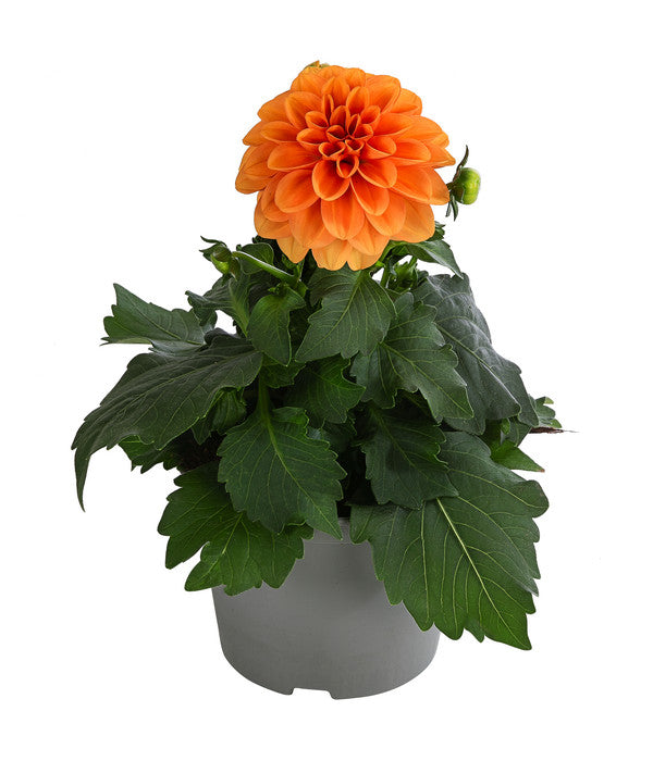  Zwergdahlie, Verschiedene Farben