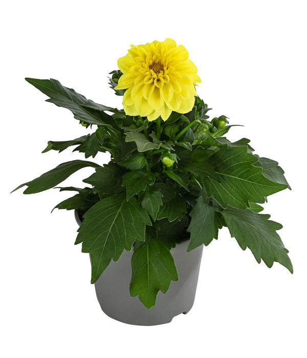  Zwergdahlie, Verschiedene Farben