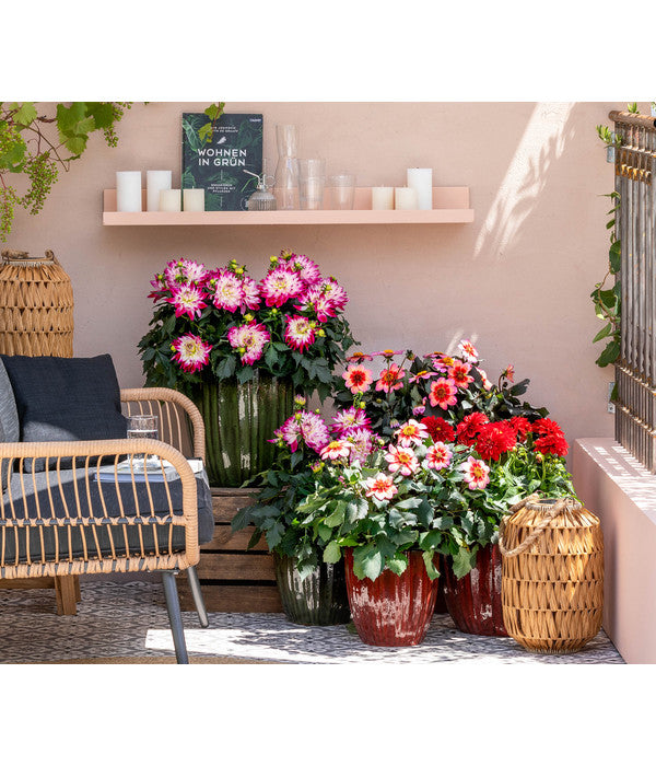  Zwergdahlie, Verschiedene Farben