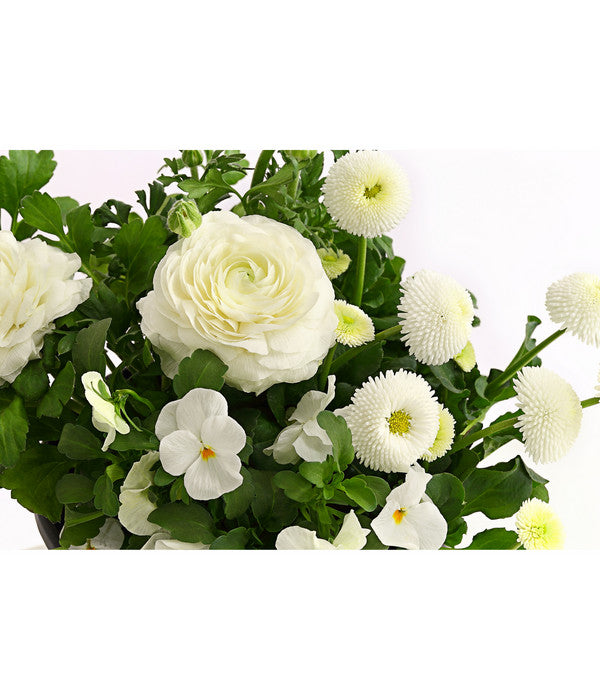  Pflanzen-Trio Frühling In Weiß