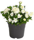  Pflanzen-Trio Frühling In Weiß