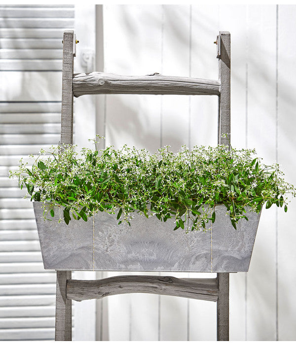  Zauberschnee 'Diamond Frost'