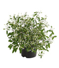  Zauberschnee 'Diamond Frost'