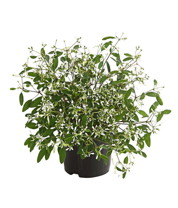  Zauberschnee 'Diamond Frost'