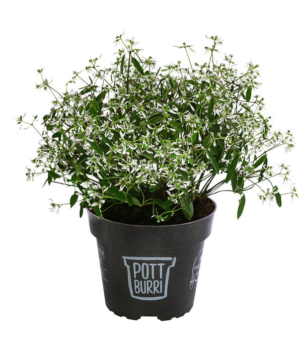  Zauberschnee 'Diamond Frost' Im Pottburri®-Topf