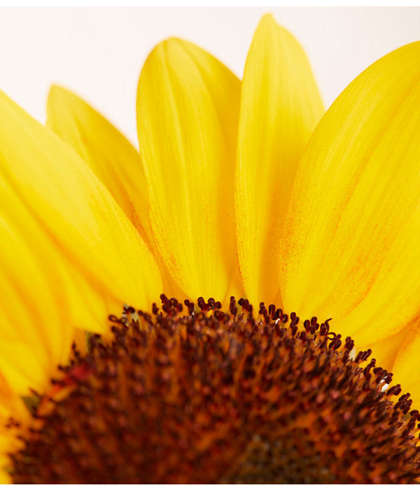  Sonnenblume