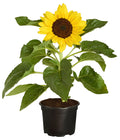  Sonnenblume