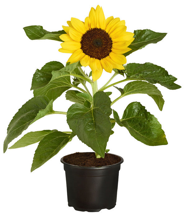  Sonnenblume