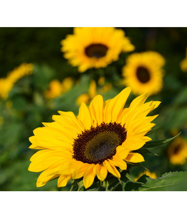  Sonnenblume