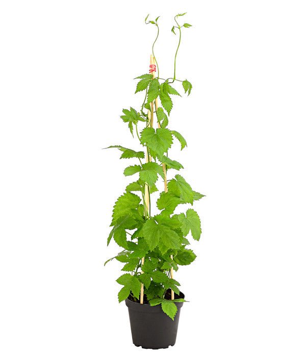  Echter Hopfen