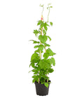 Echter Hopfen