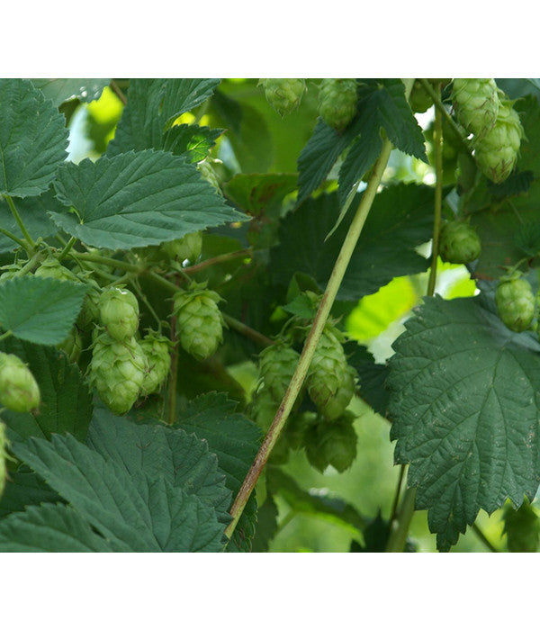  Echter Hopfen