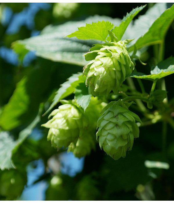  Echter Hopfen